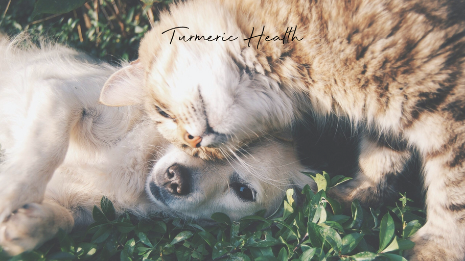 Supporting Your Pet’s Bone and Joint Health with Turmeric Golden Paste for Pets
